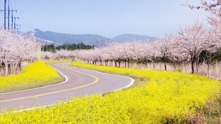 Du lịch đảo Jeju - Mùa xuân hoa nở trên đảo Jeju