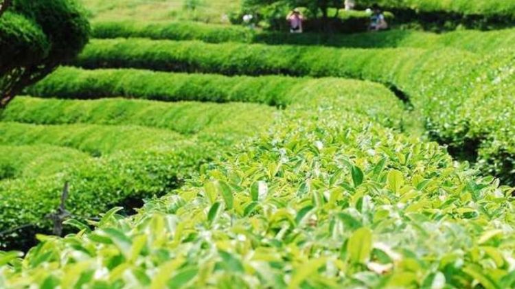 Du lịch đảo Jeju - Cánh đồng trà xanh bạt ngàn O'Sulloc