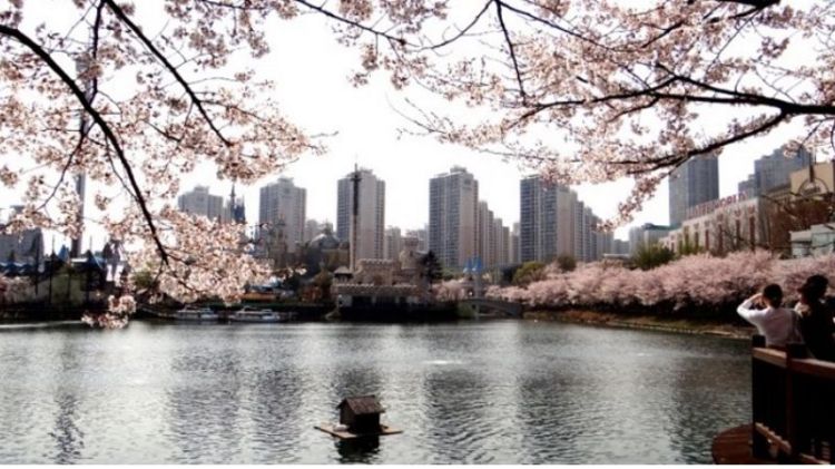 Hoa anh đào nở - Khung cảnh nên thơ mỗi dịp hoa anh đào nở ở Hồ Seokchon