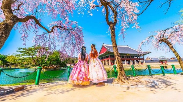 Hoa anh đào nở - Du khách mặc Hanbok chụp hình ở cung Gyeongbokgung