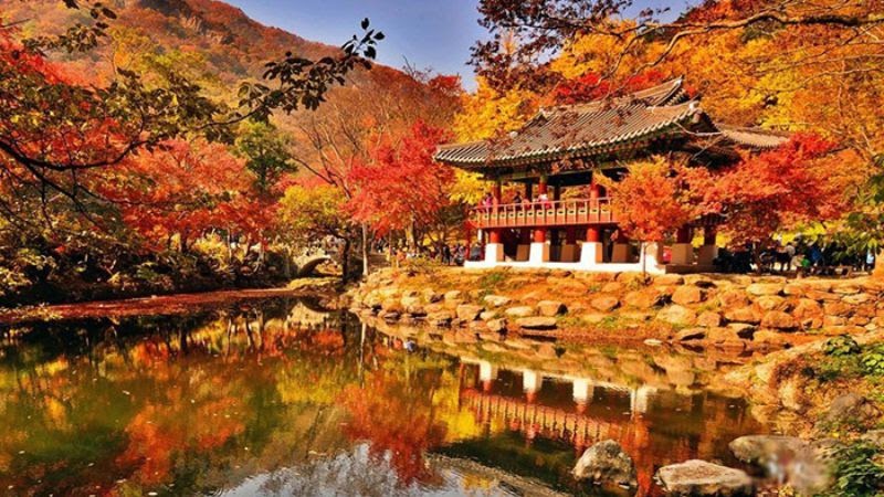 Du lịch Hàn Quốc - Khung cảnh mùa thu lá đỏ