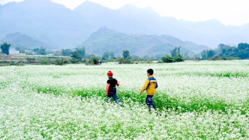  Viet Nam's traveling destinations - white canola field in Moc Chau