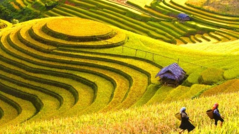  Viet Nam's traveling destinations - Ripe rice season in Hoang Su Phi