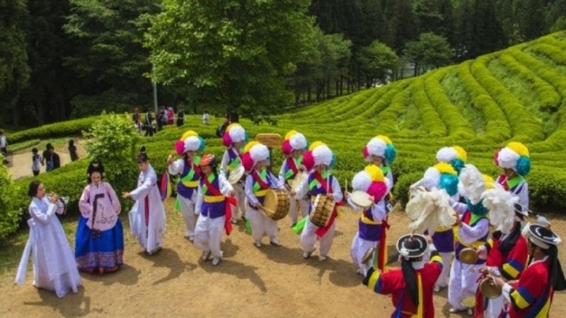 Lễ hội Hàn Quốc - Biểu diễn nghệ thuật trên đồi chè Boseong