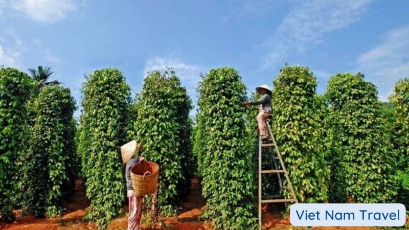 Phu Quoc Island - Experience harvesting pepper with farmers at Pepper Garden on Phu Quoc Island
