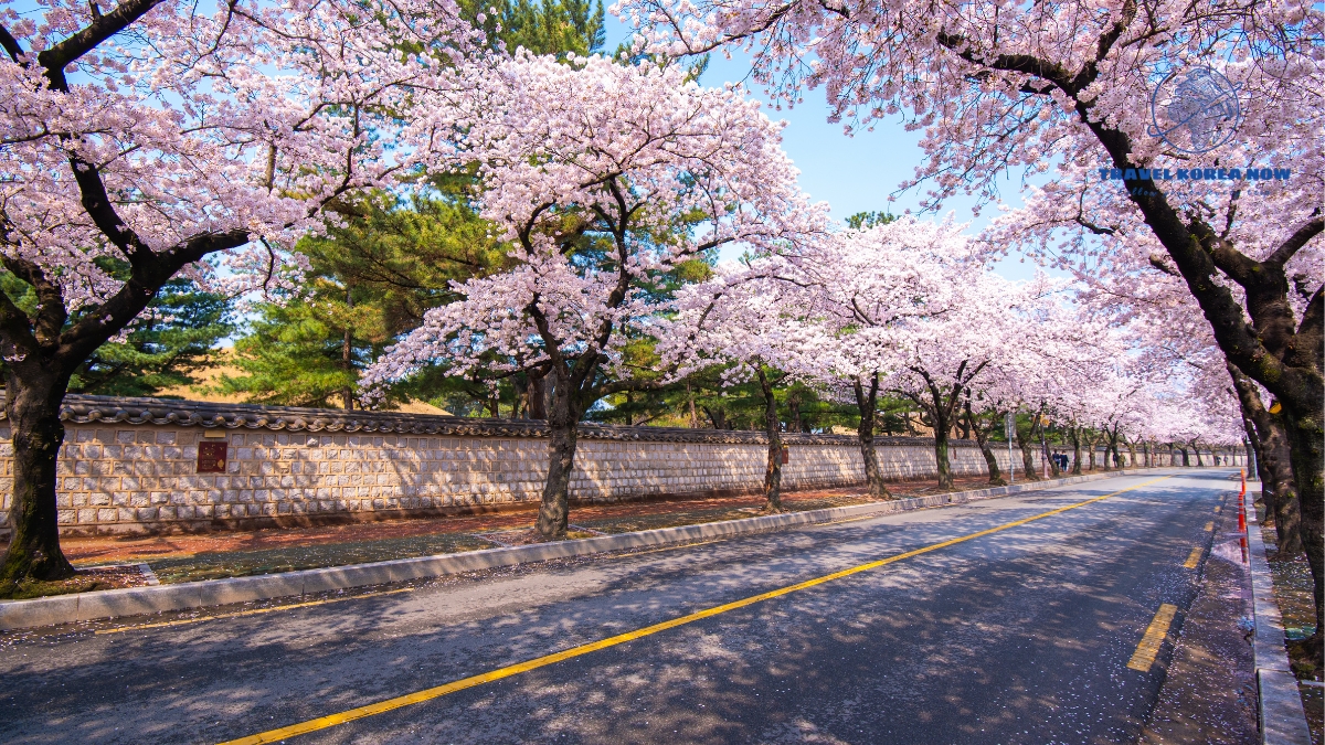 Du lịch Hàn Quốc tháng 4 có gì hot?