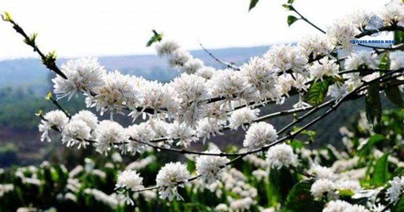 Gia Lai trip - the pure white color of coffee flowers
